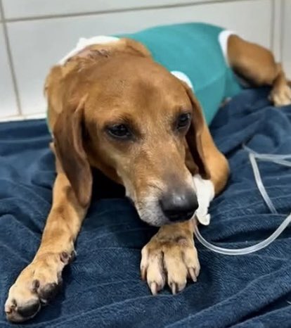 Boas notícias sobre o Jhonny!

O Jhonny foi queimado com óleo fervente por uma mulher. Há dois dias, ele entrou em choque e precisou ser reanimado, sendo colocado no oxigênio e em estado muito grave. Agora, as plaquetas aumentaram, se alimentou bem, está ativo, teve melhora nos