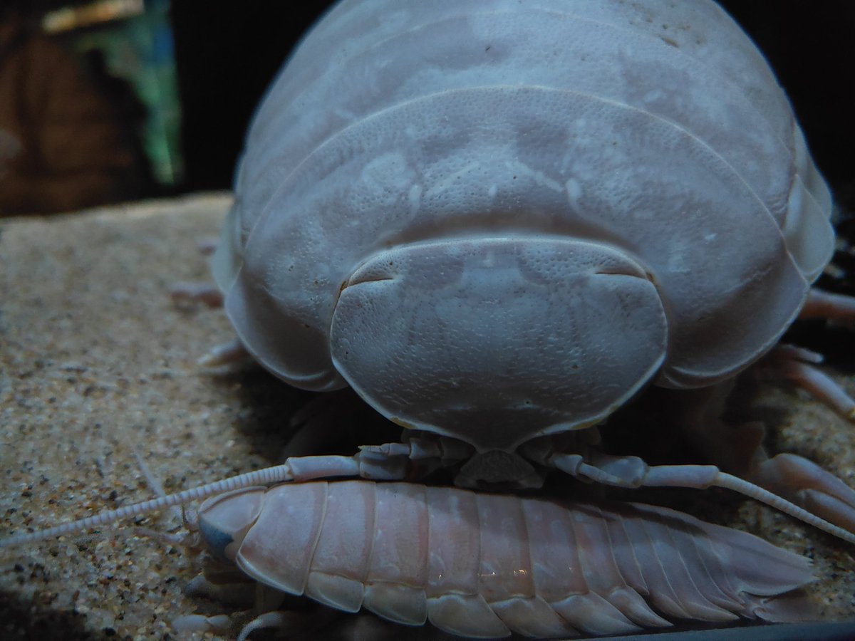 🌧️🐛 io tweet media