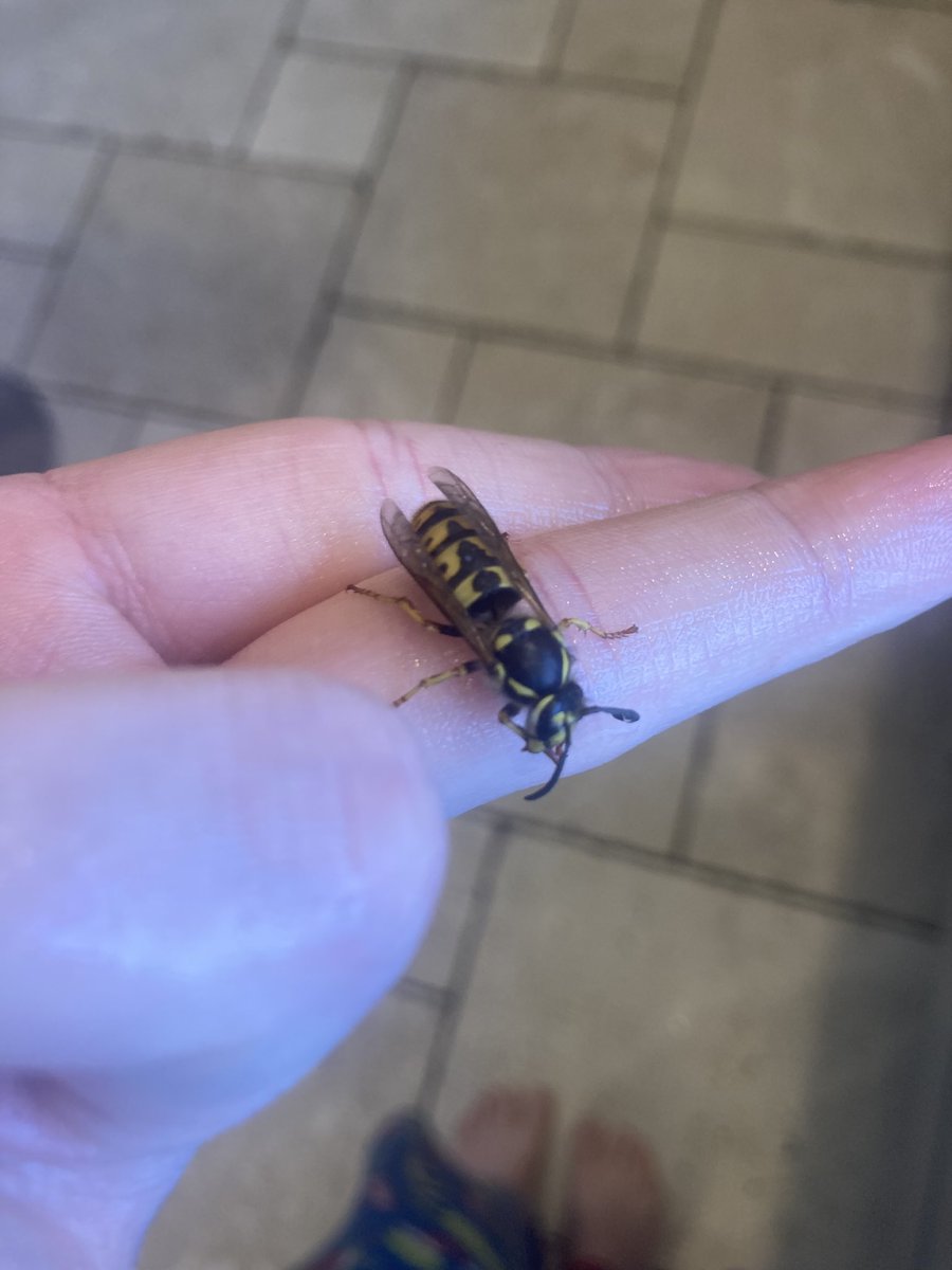 Blue 🦋 Butterfly tweet media