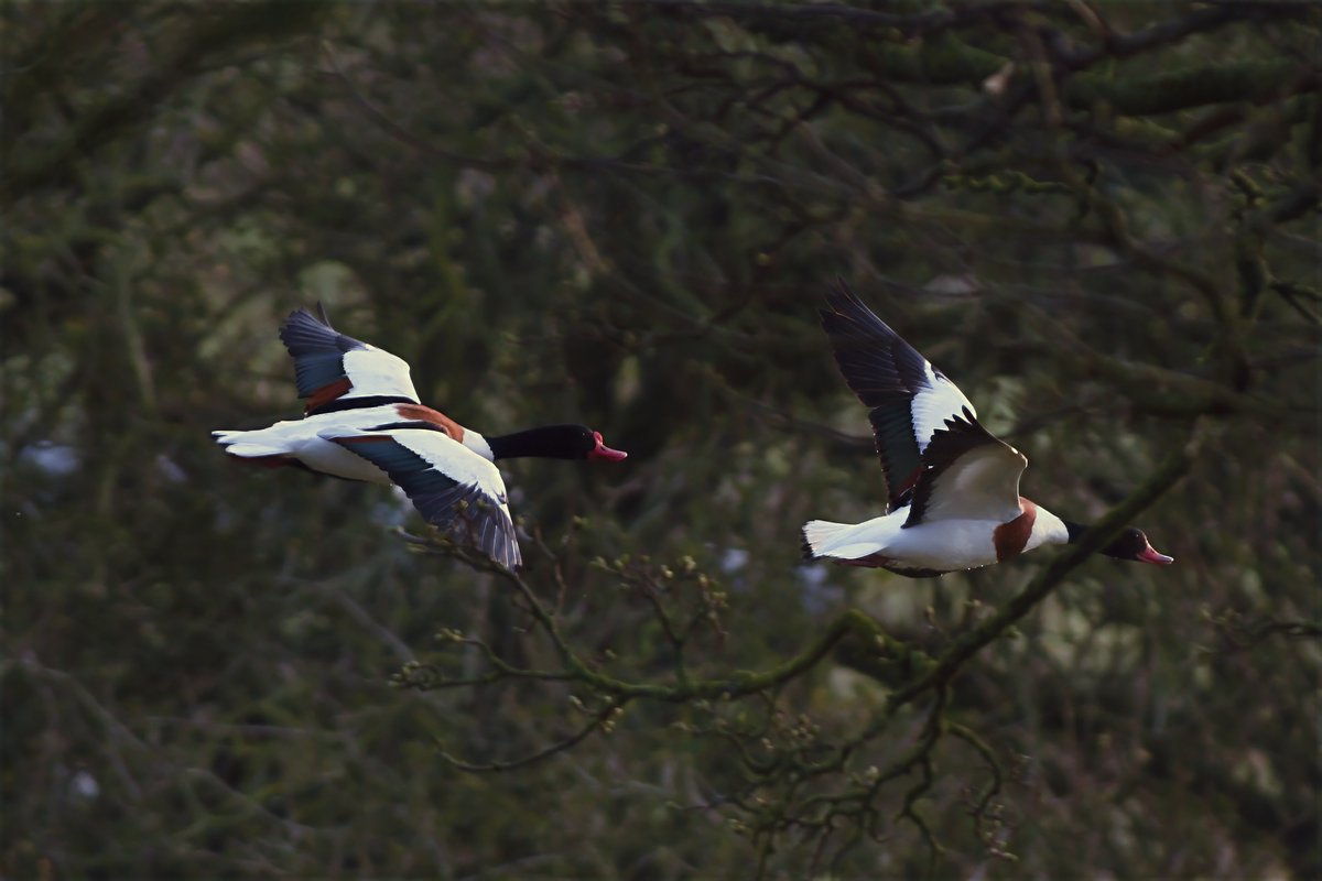 Phil Burnside tweet media