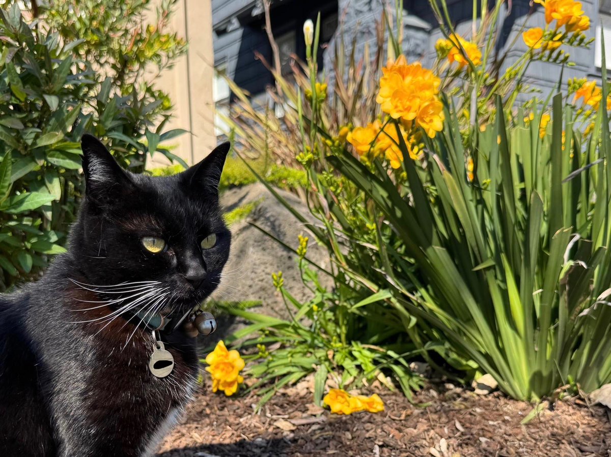 Harriet the Spy tweet media