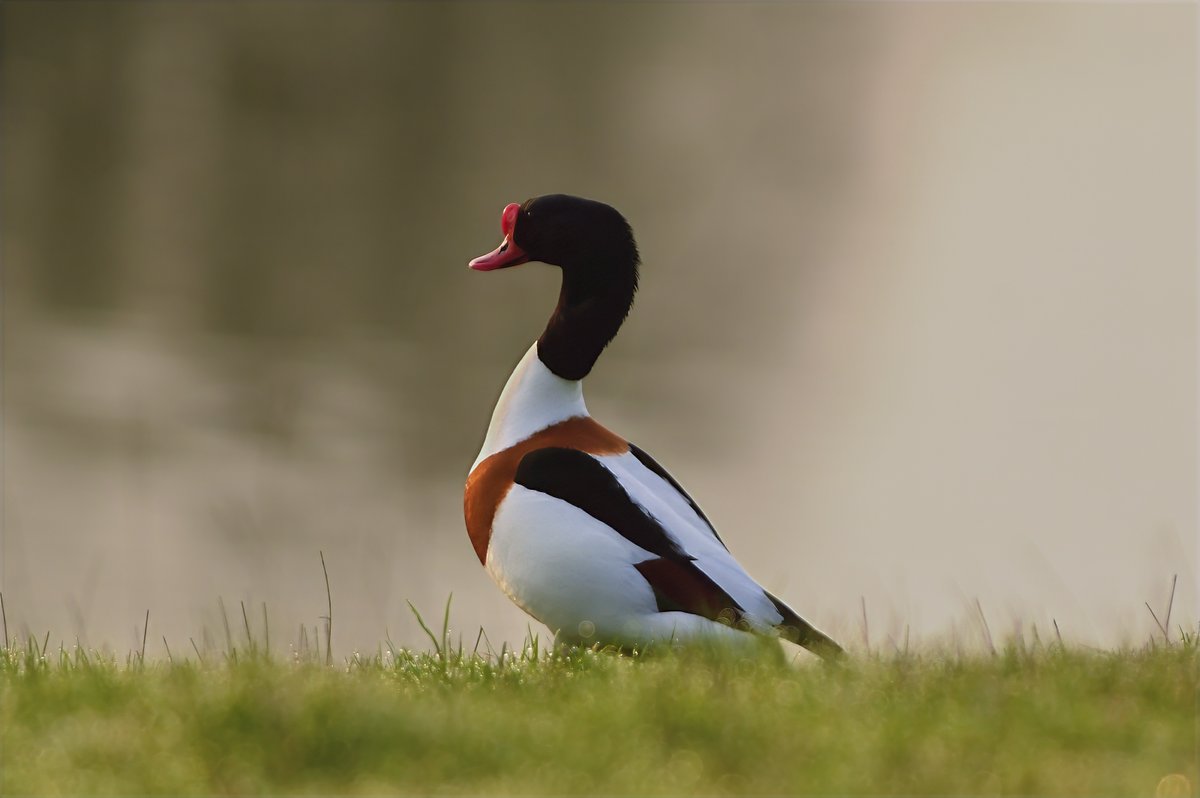 Phil Burnside tweet media