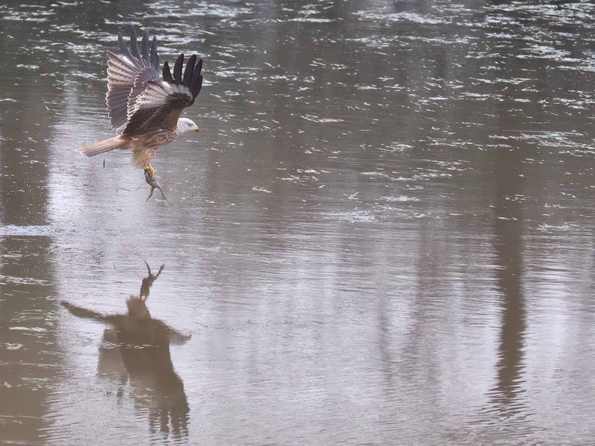 alan23982's tweet photo. red kite taking a toad for his lunch https://t.co/duUZWUDGrC