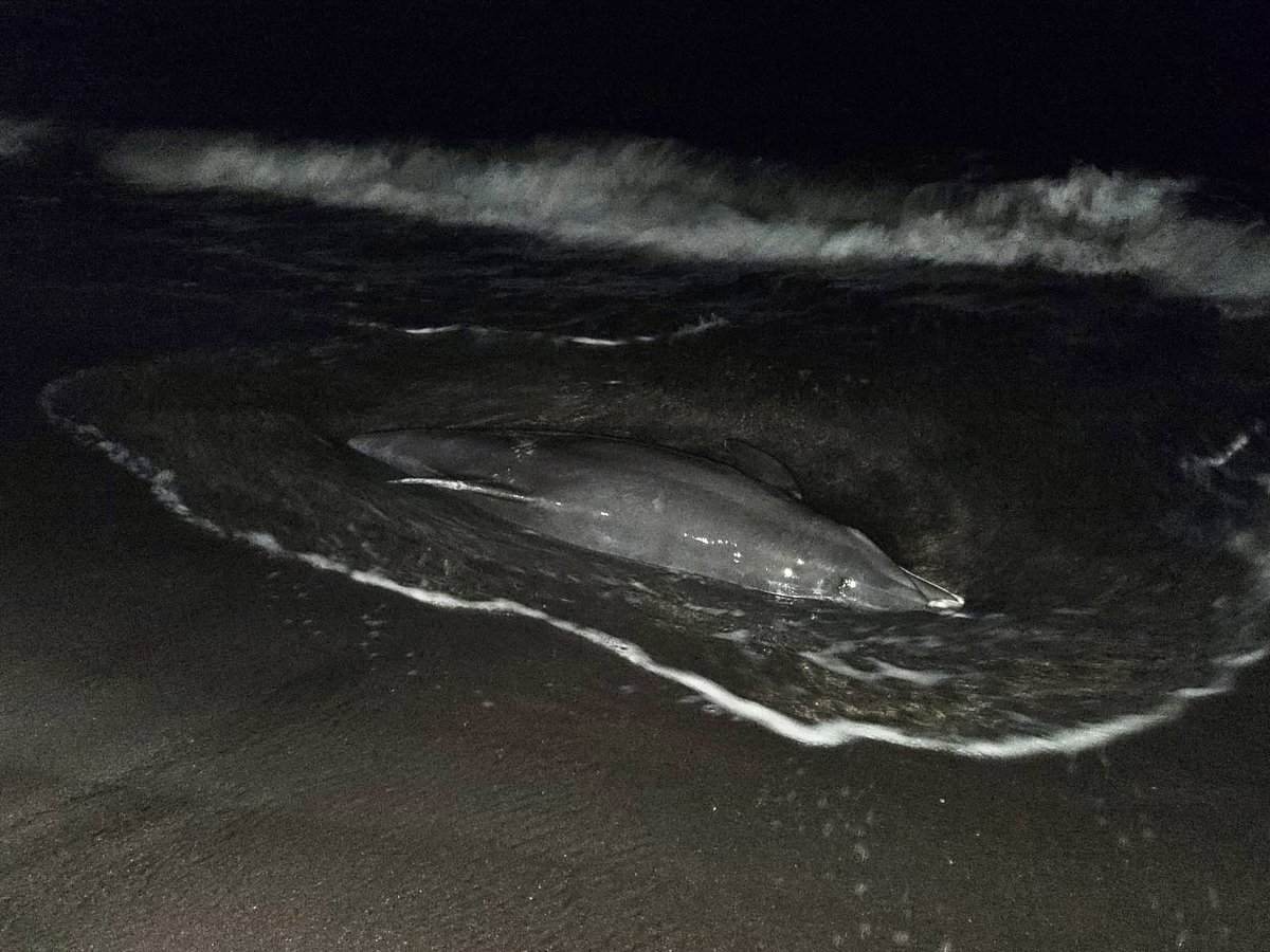 Félix Márquez tweet media