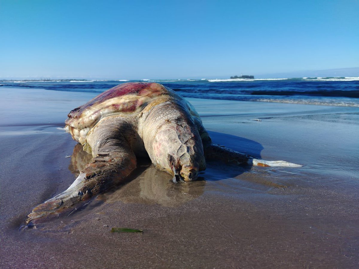 Félix Márquez tweet media