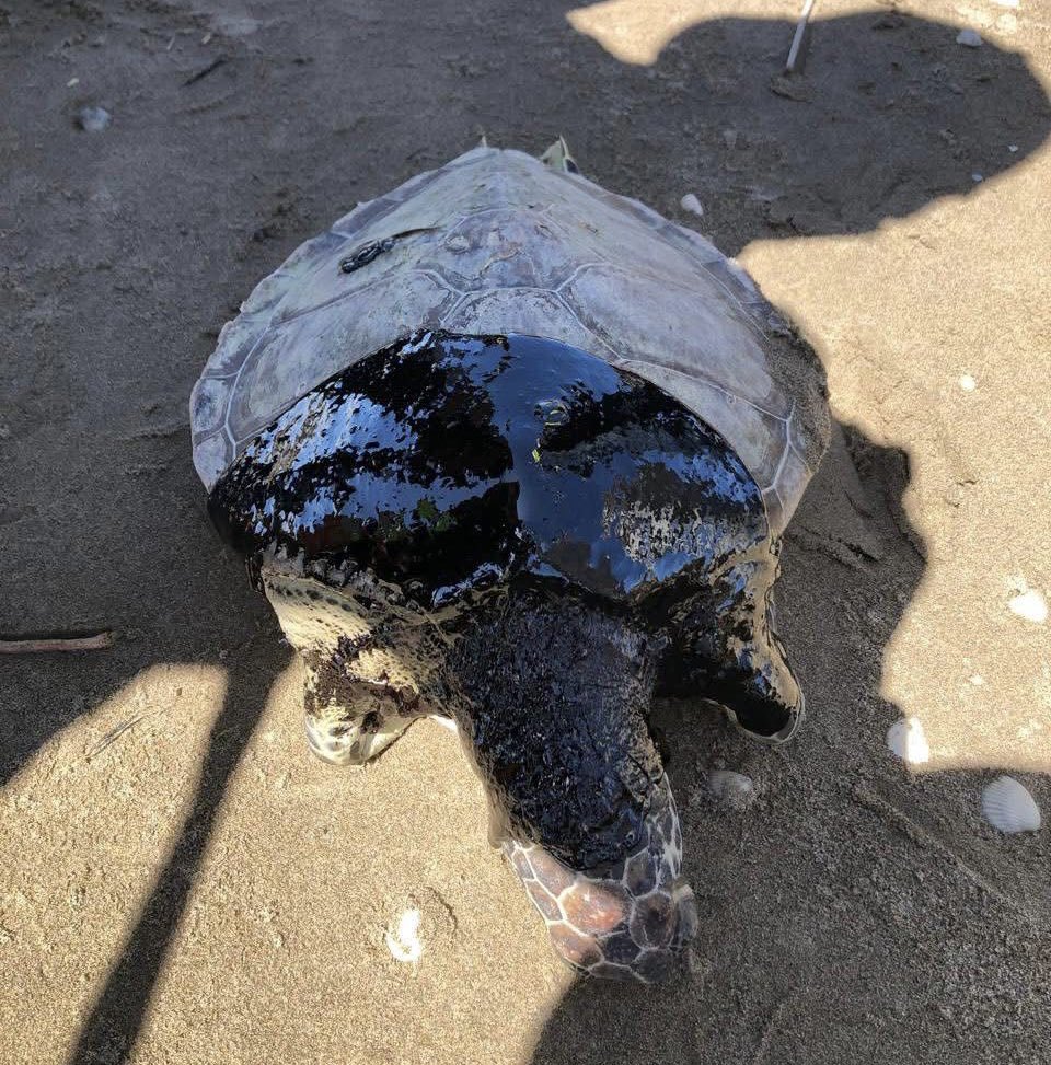 Félix Márquez tweet media