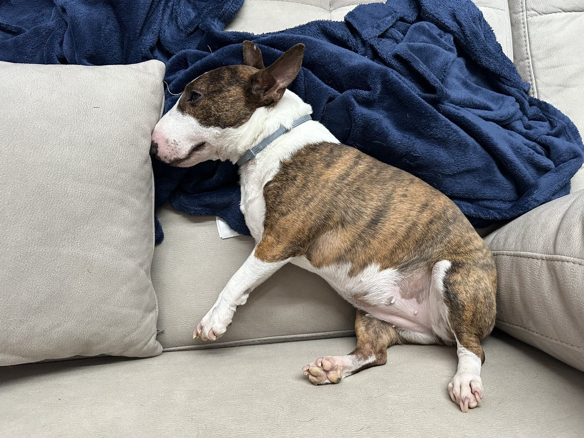 мышенька tweet media