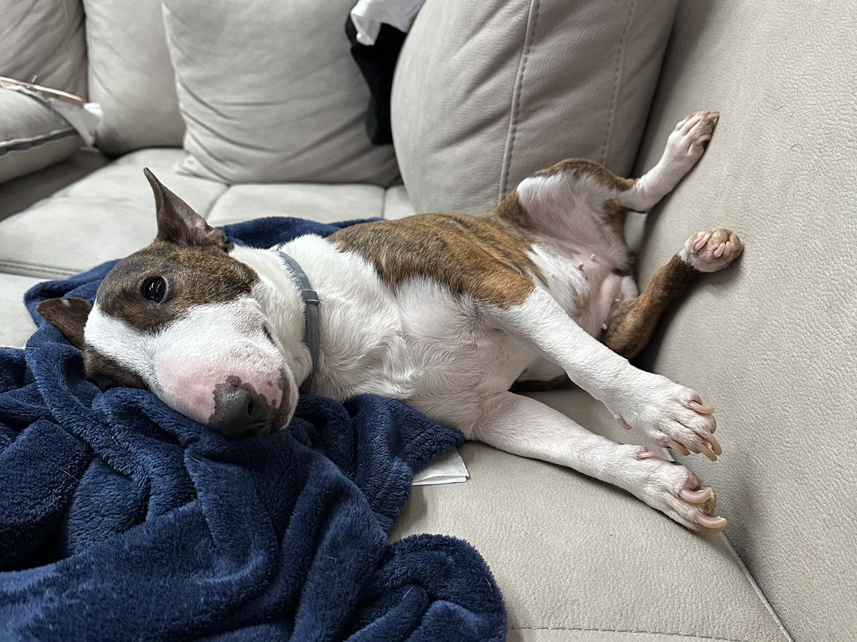 мышенька tweet media