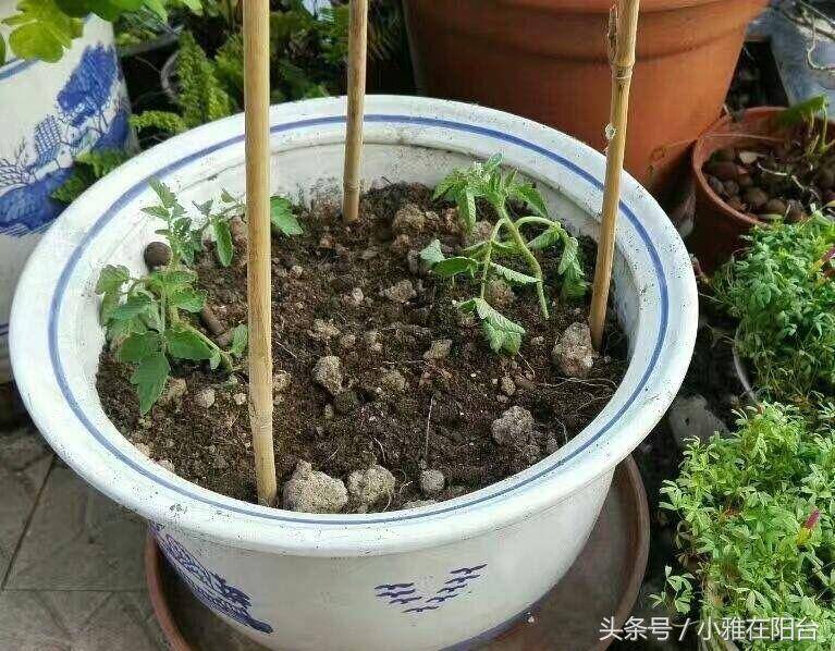 samuel nnorom tweet media