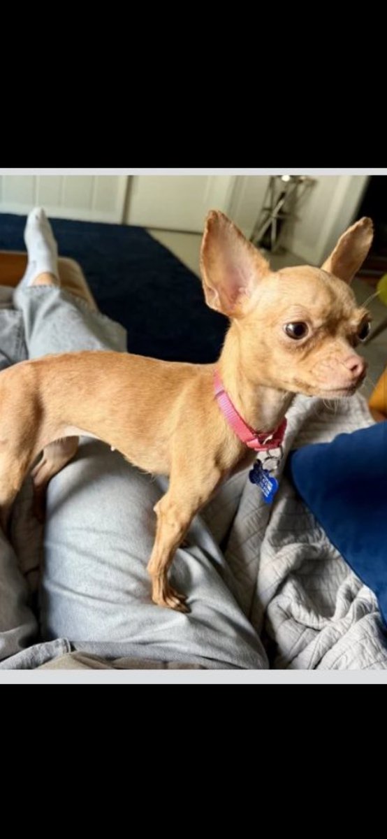 peachandcats's tweet photo. Today #Mar22 is Your chance to be a “Care Bear” by making it a “Good Sunday” for this Senior & her newly adopted pup. She is Struggling on a sm #SocialSecurity ck & needs Help w/Rent/Utilities Please send ❤️🙏& Donations to
https://t.co/rFIHQlFbOk @Vinnie958269385 #BTS_ARIRANG https://t.co/FIwKgSpyRf