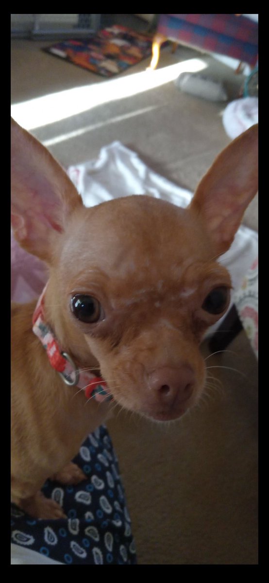 peachandcats's tweet photo. Today #Mar22 is Your chance to be a “Care Bear” by making it a “Good Sunday” for this Senior & her newly adopted pup. She is Struggling on a sm #SocialSecurity ck & needs Help w/Rent/Utilities Please send ❤️🙏& Donations to
https://t.co/rFIHQlFbOk @Vinnie958269385 #BTS_ARIRANG https://t.co/FIwKgSpyRf
