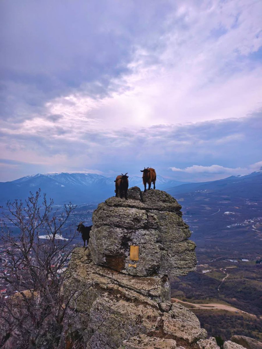 смт.Гурзуф tweet media