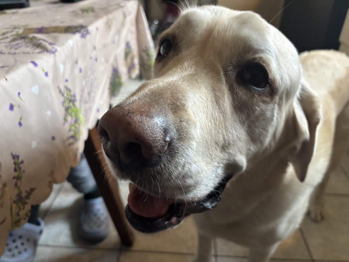 Ed the Yellow Labrador 🇨🇦🍁 tweet media