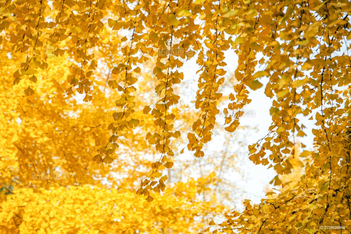 NOËL CHRISTIAN tweet media