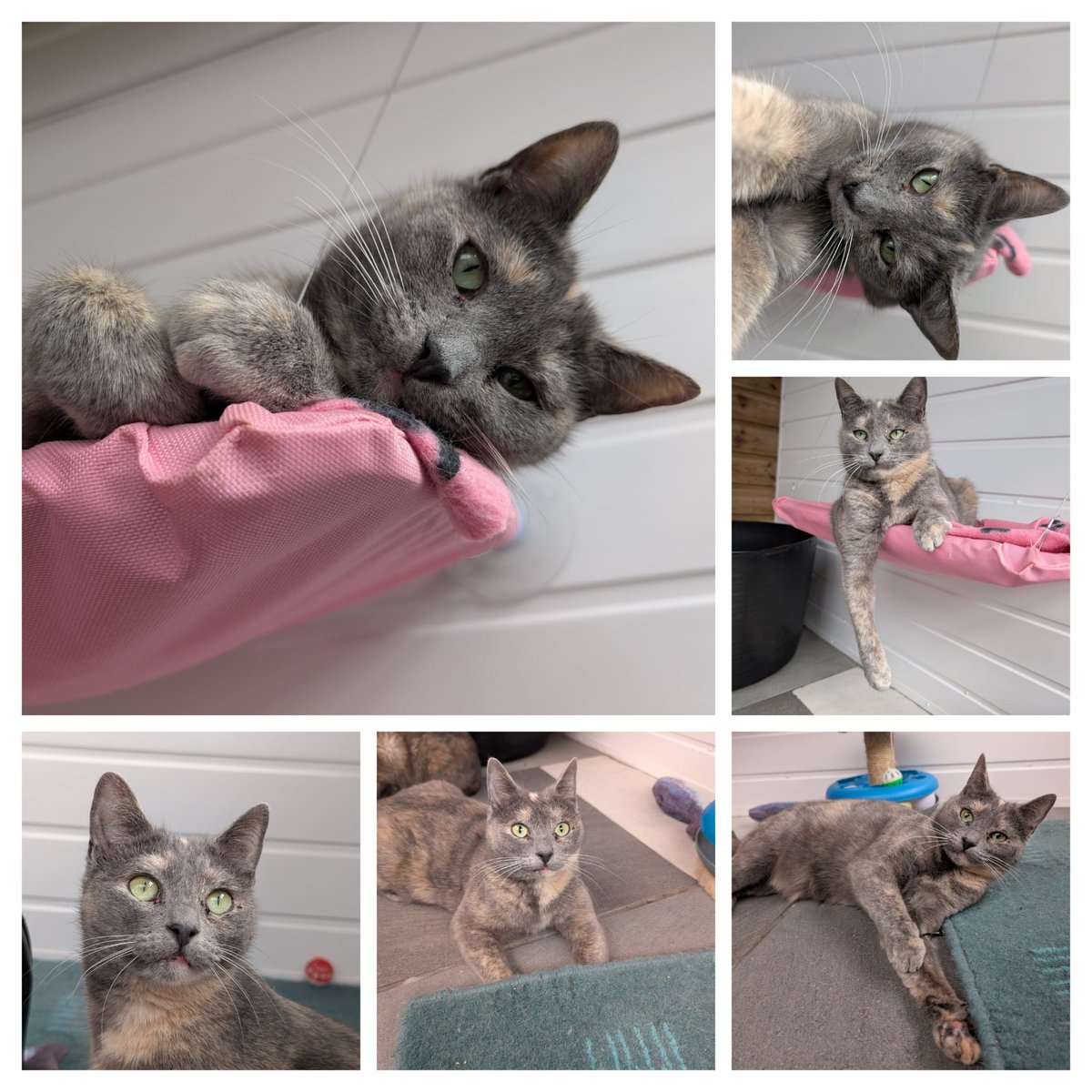 Clent View Cat And Kitten Rescue tweet media