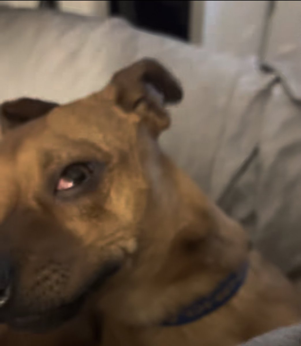 🅷🅰🆄🅽🆃🅴🅳 tweet media