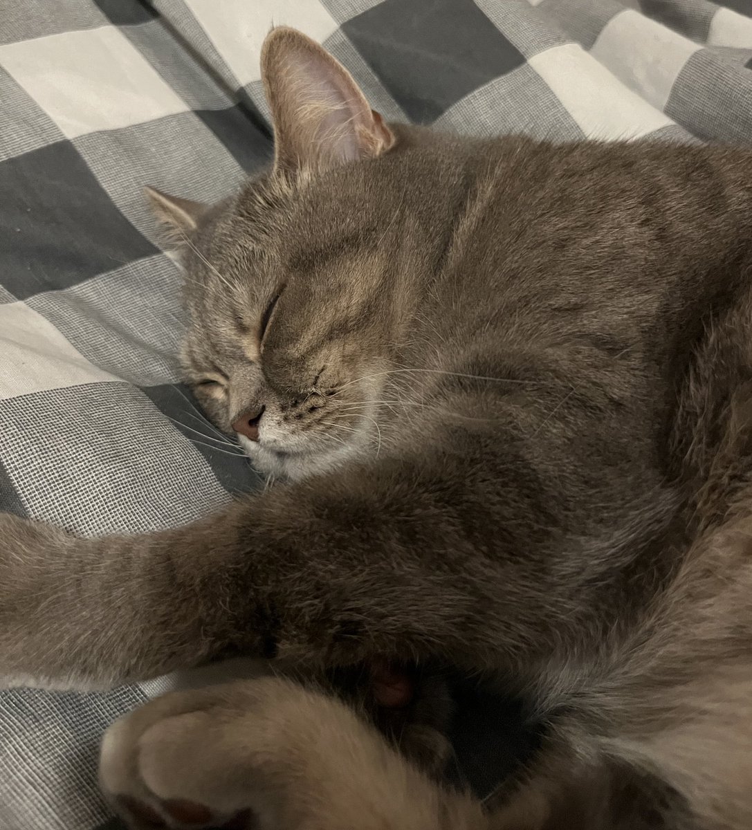 distef | ENHYPEN IS 7 tweet media