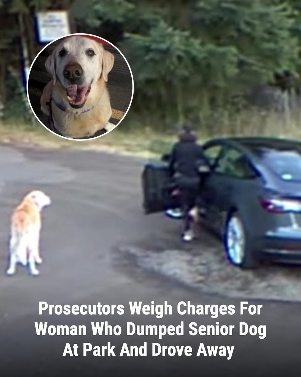 dominic dyer tweet media