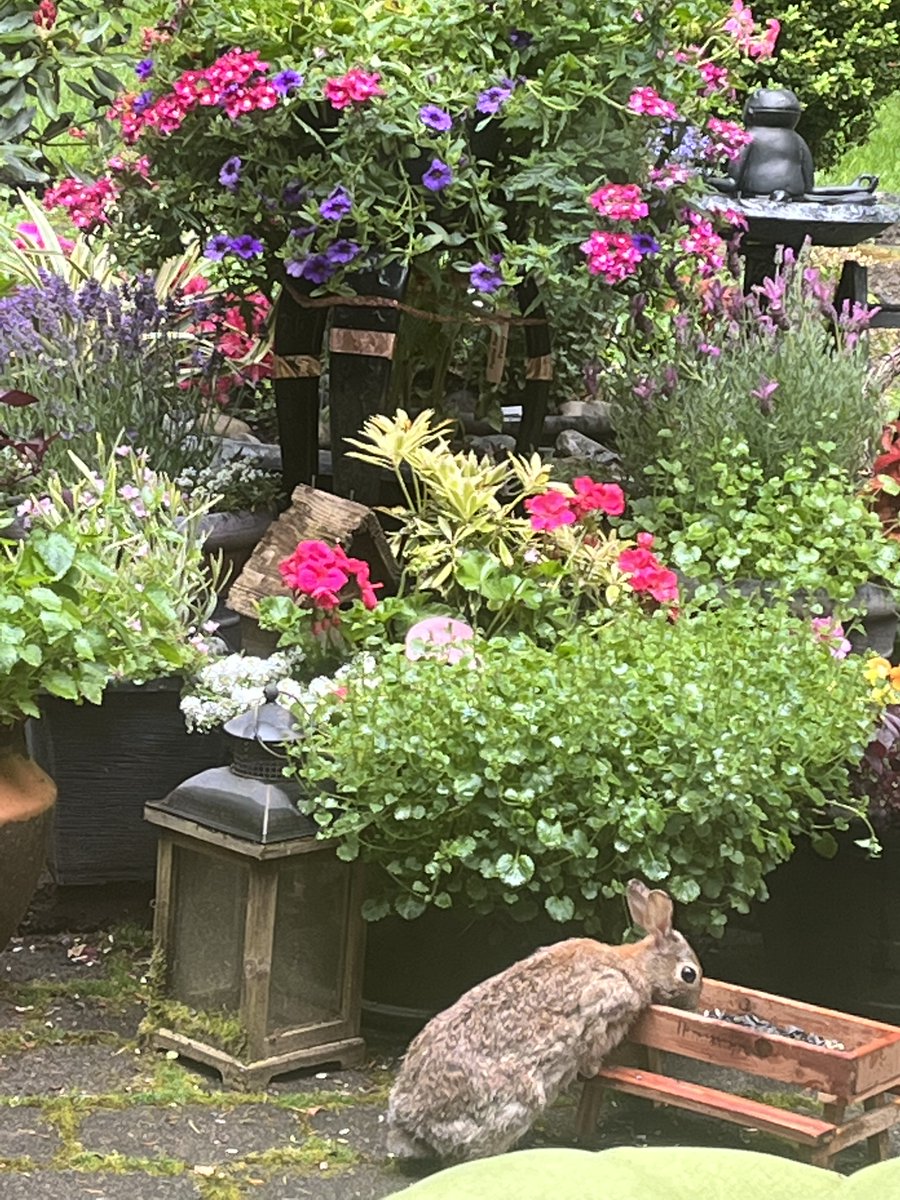 チンチラ tweet media