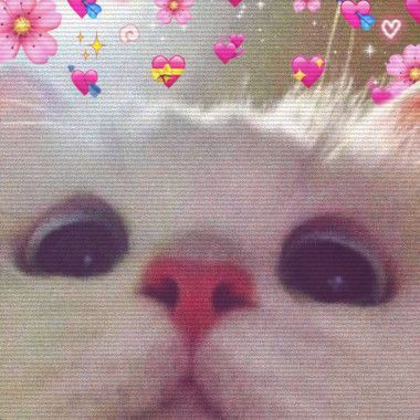 lenoomie 𓅨 tweet media