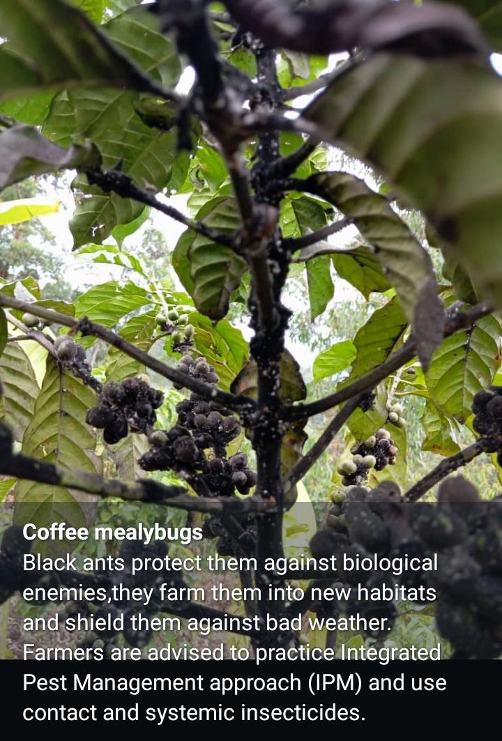 Right Cohen tweet media