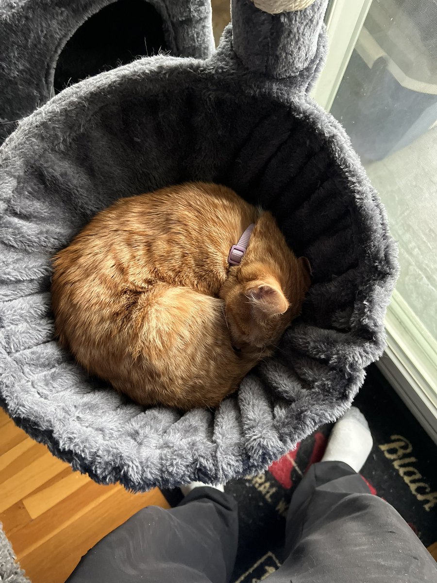 SenseiGoMining's tweet photo. Just a vid of my lil dumb orange boy cleaning himself. He being the second addition to my own lil personal family has made a surprising difference… he is cuddly where his sister is not! I still love his sister Eevee tho! 

#Pichu #Pokemon #Kitten #Sober #Eevee https://t.co/giSgPcrtAu