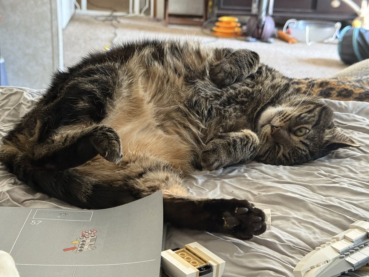 House of Mau tweet media