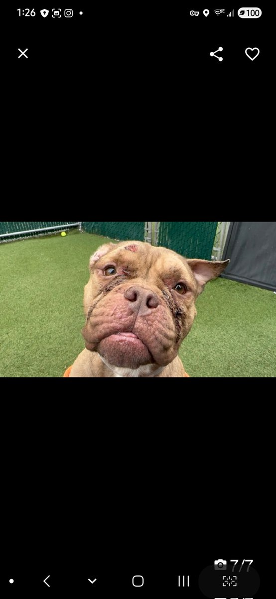 Julie🌻🐾 tweet media