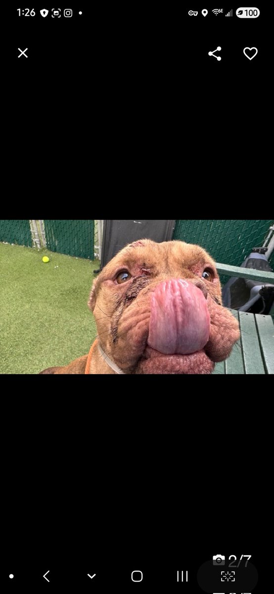 Julie🌻🐾 tweet media