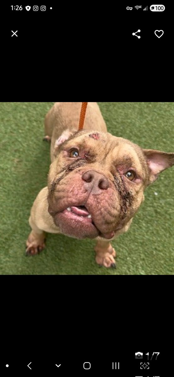 Julie🌻🐾 tweet media