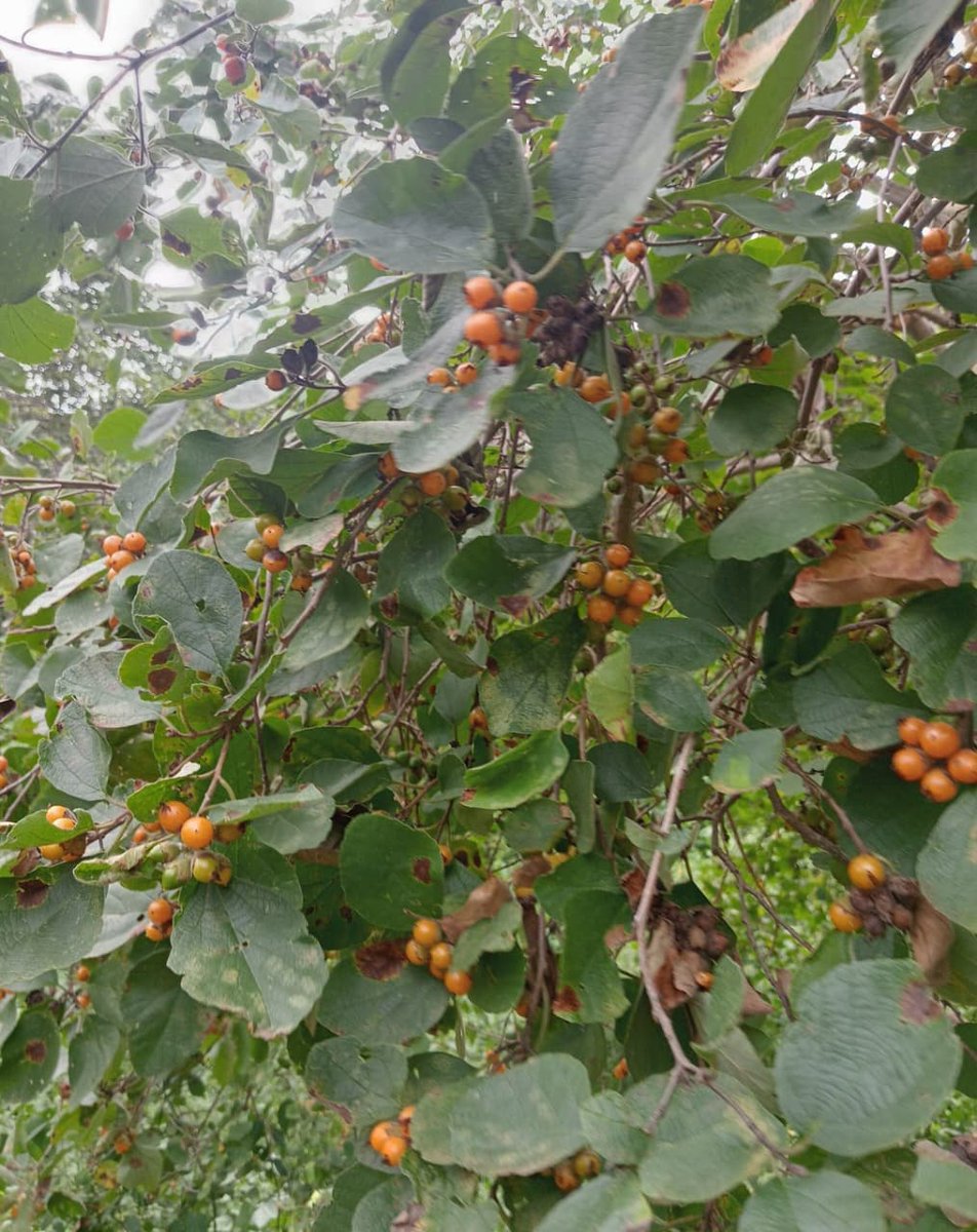 A daily dose of a new tree. 
 Cordia monoica . 
Common name: Sandpaper tree.
Family: Boraginaceae.
📌 Namanga Hill.