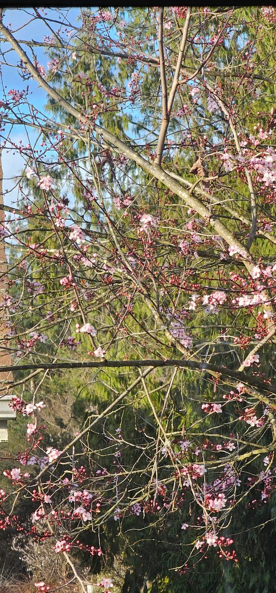 Ani V - 🇨🇦 tweet media