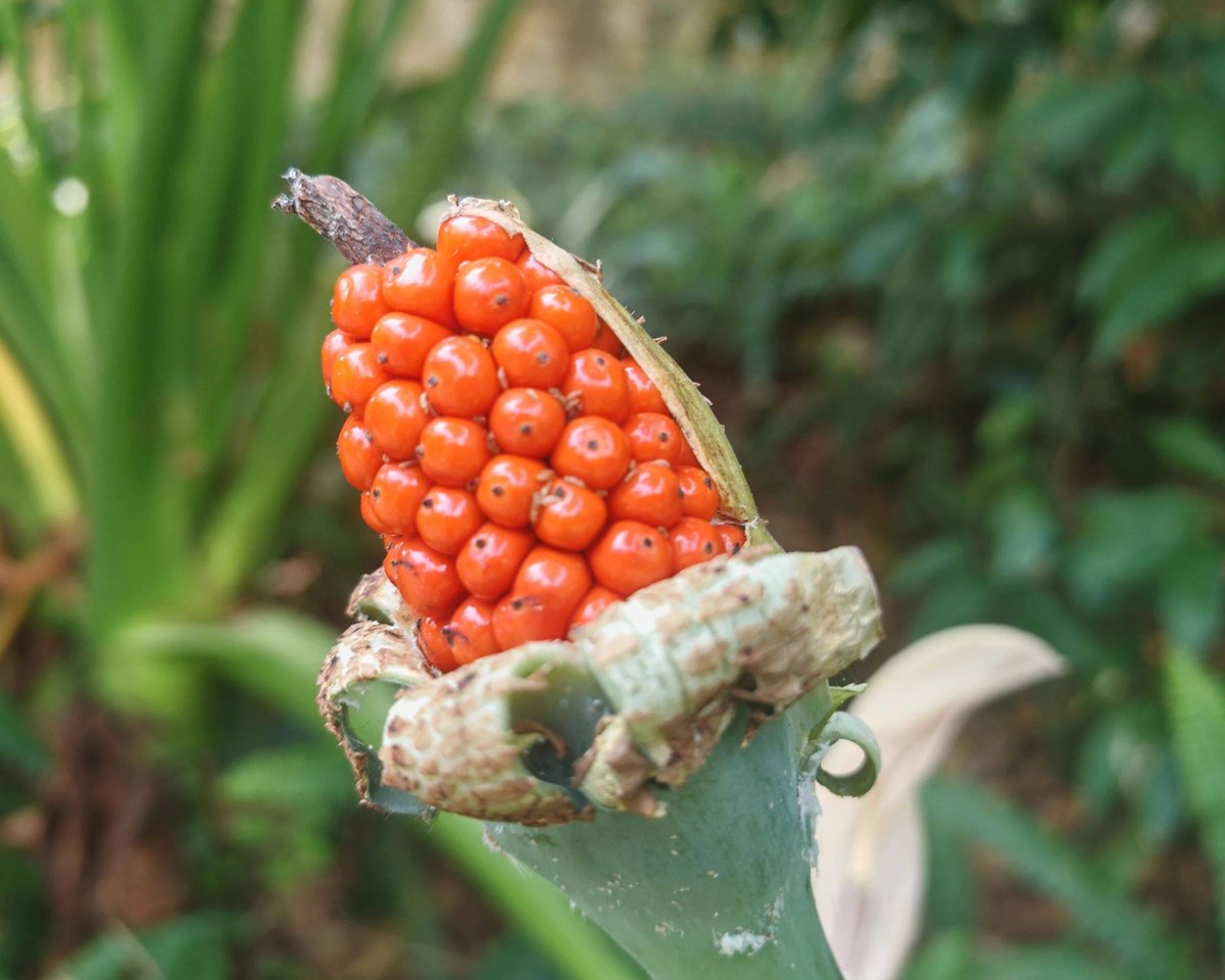 Kübra ELMAS ÇALIK tweet media