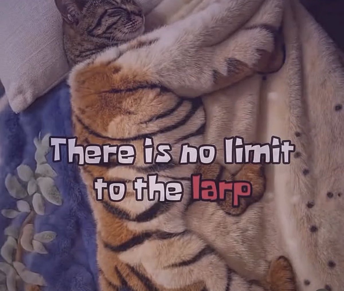 Perc 𒉭 tweet media