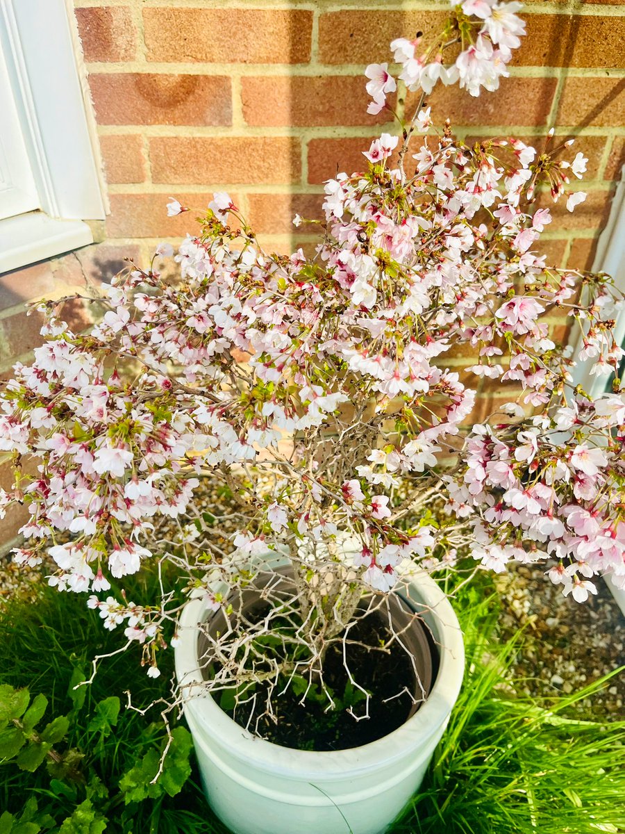 Yvonne Dwerryhouse tweet media