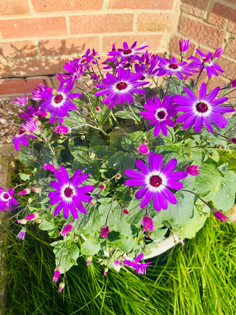 Yvonne Dwerryhouse tweet media