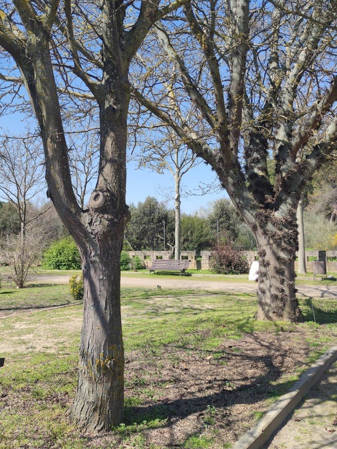 Bachicha en La Selva tweet media