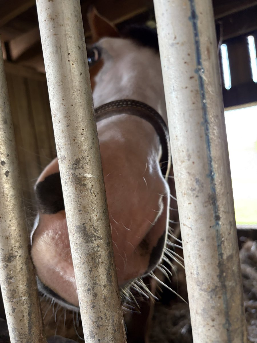 MichelePesulaKuegler tweet media