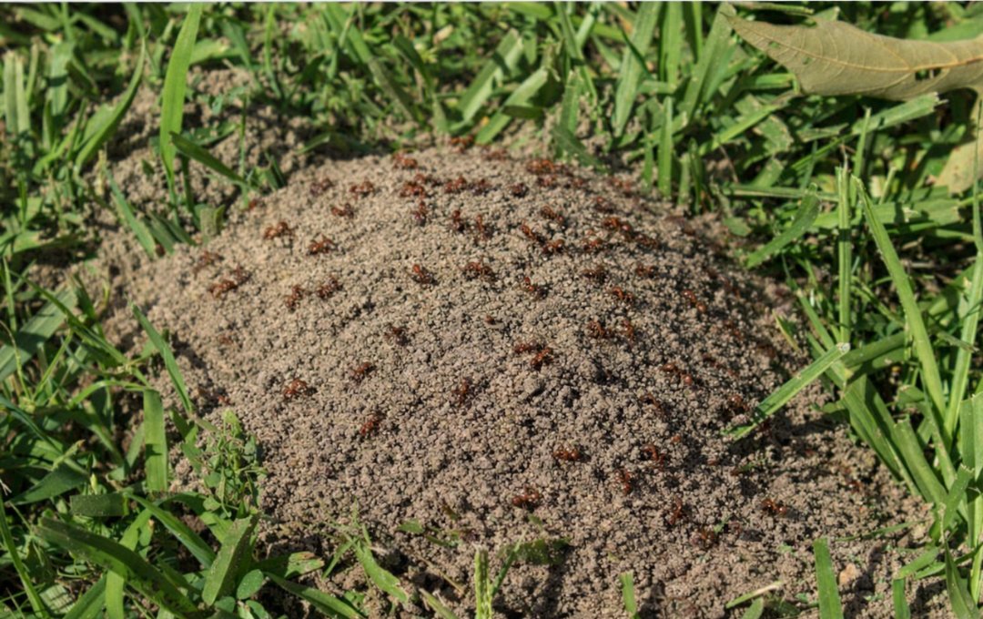 acnewsonline's tweet photo. Are fire ant mounds taking over your yard or pasture? As temperatures rise, so does fire ant activity—but there’s a right way to fight back!

https://t.co/KkoTrs9WzE
#AustinCountyNewsOnline #FireAntControl #TexasPests #YardCareTips #GardenHelp #PestControl #TexasLiving #FarmAndRanch #HomeMaintenance #OutdoorLiving