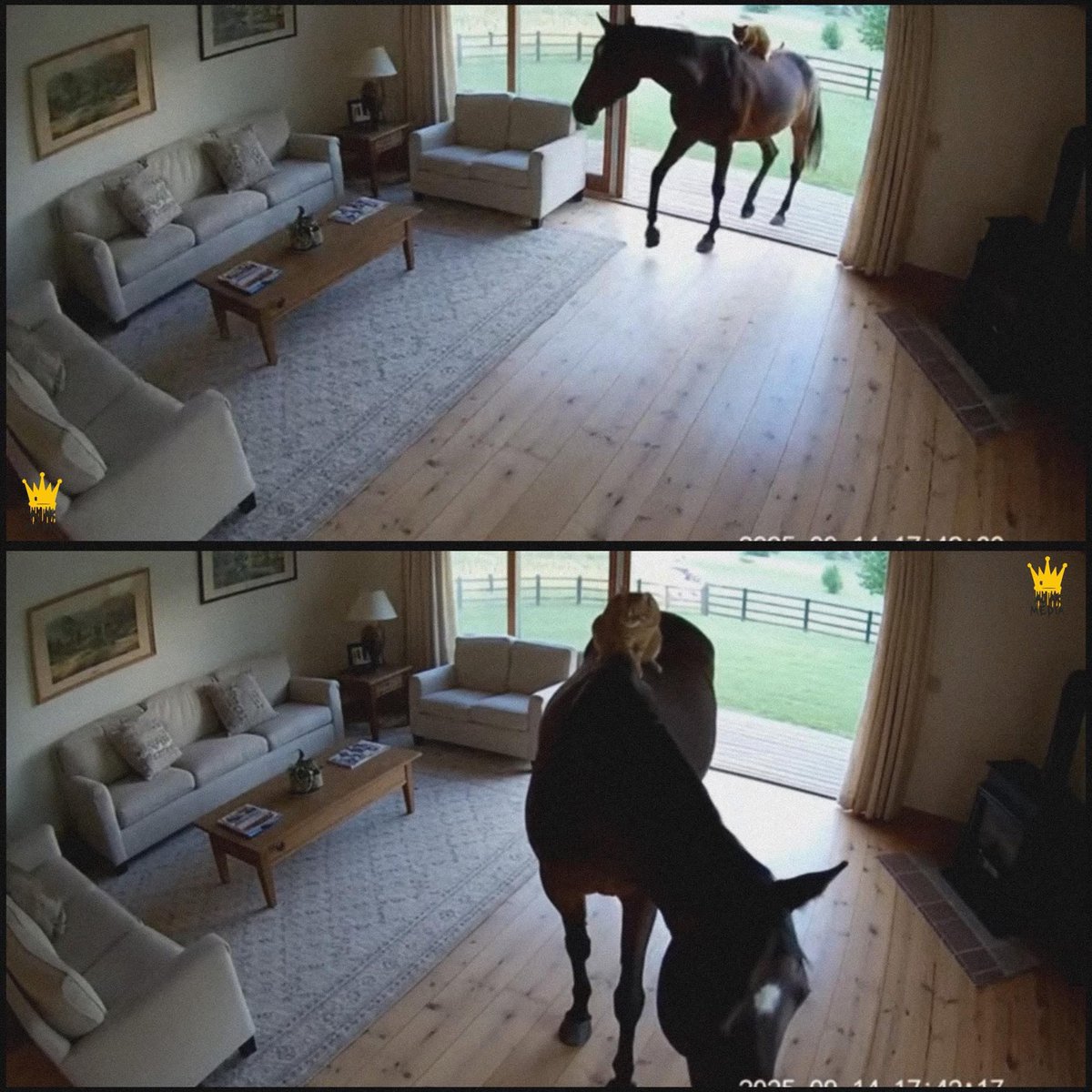 Mr PitBull tweet media