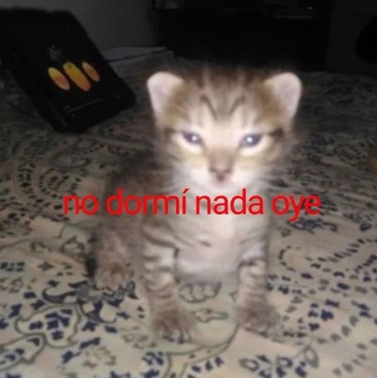 beki ⋆˚꩜｡݁ ˖Ი𐑼⋆ tweet media