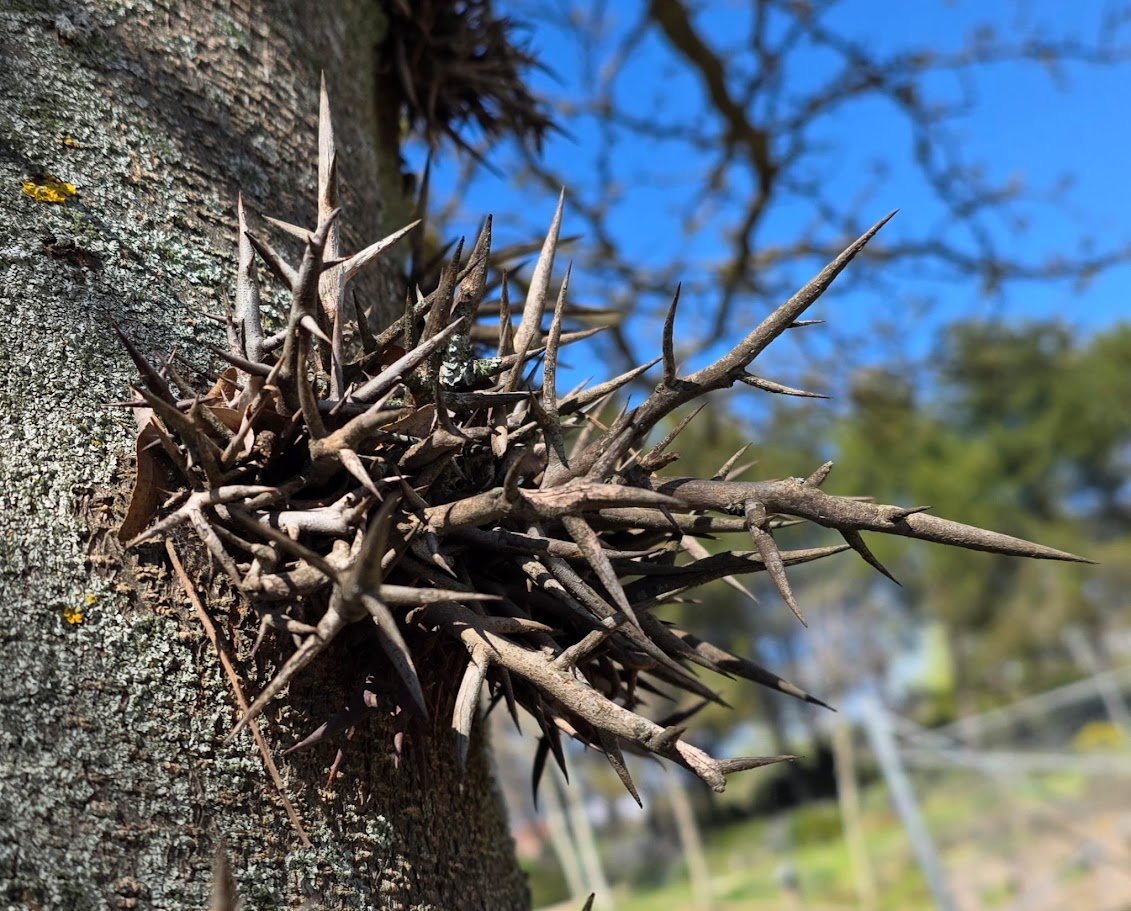Bachicha en La Selva tweet media