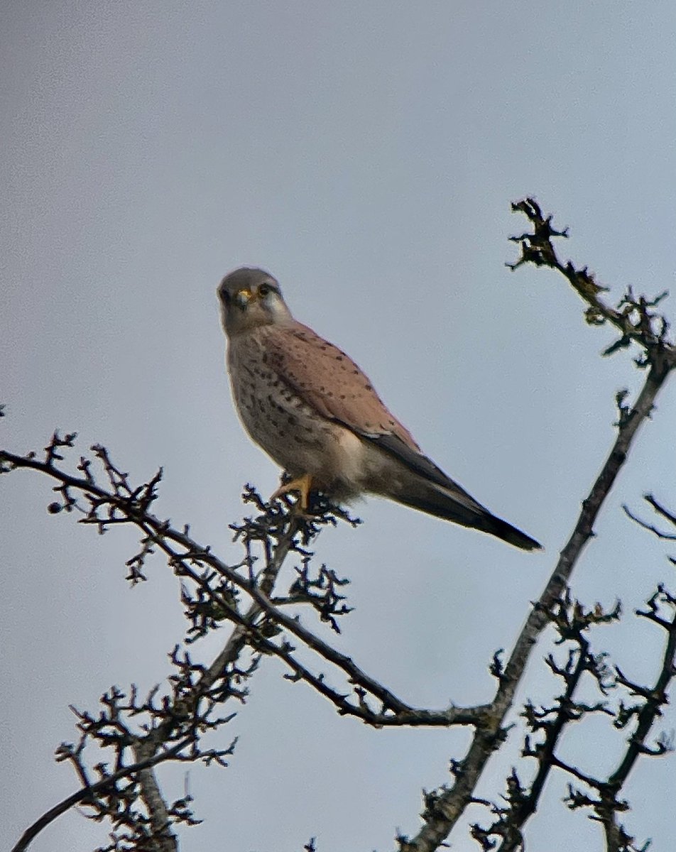 Derbyshire Bird Tours tweet media