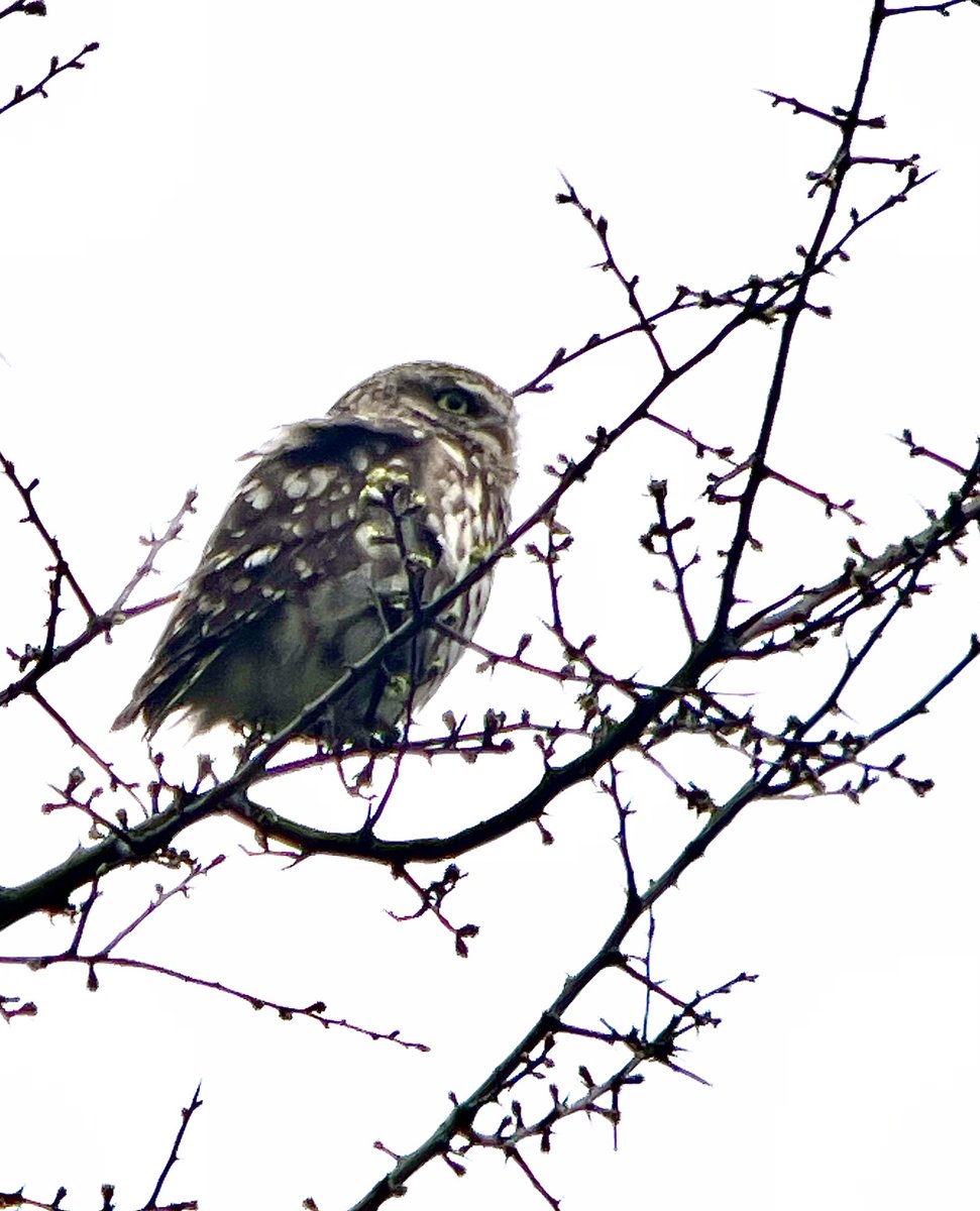 Derbyshire Bird Tours tweet media