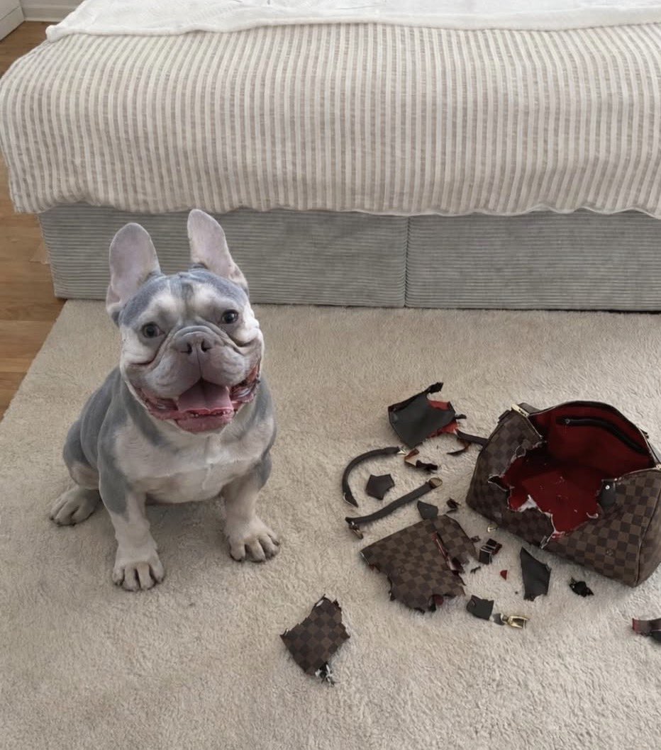 Frau von Flausch 6.0🫶🏻 tweet media