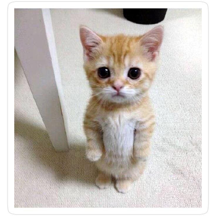 ⛧ Rayne ⛧😈💫 tweet media