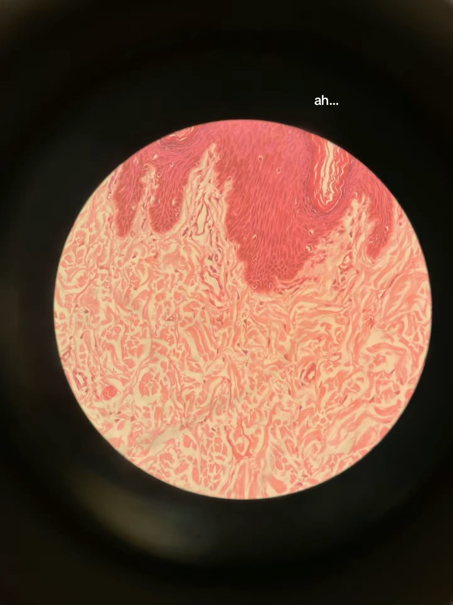 gabs 🩺🧠📚 |FERRETO:GABS tweet media