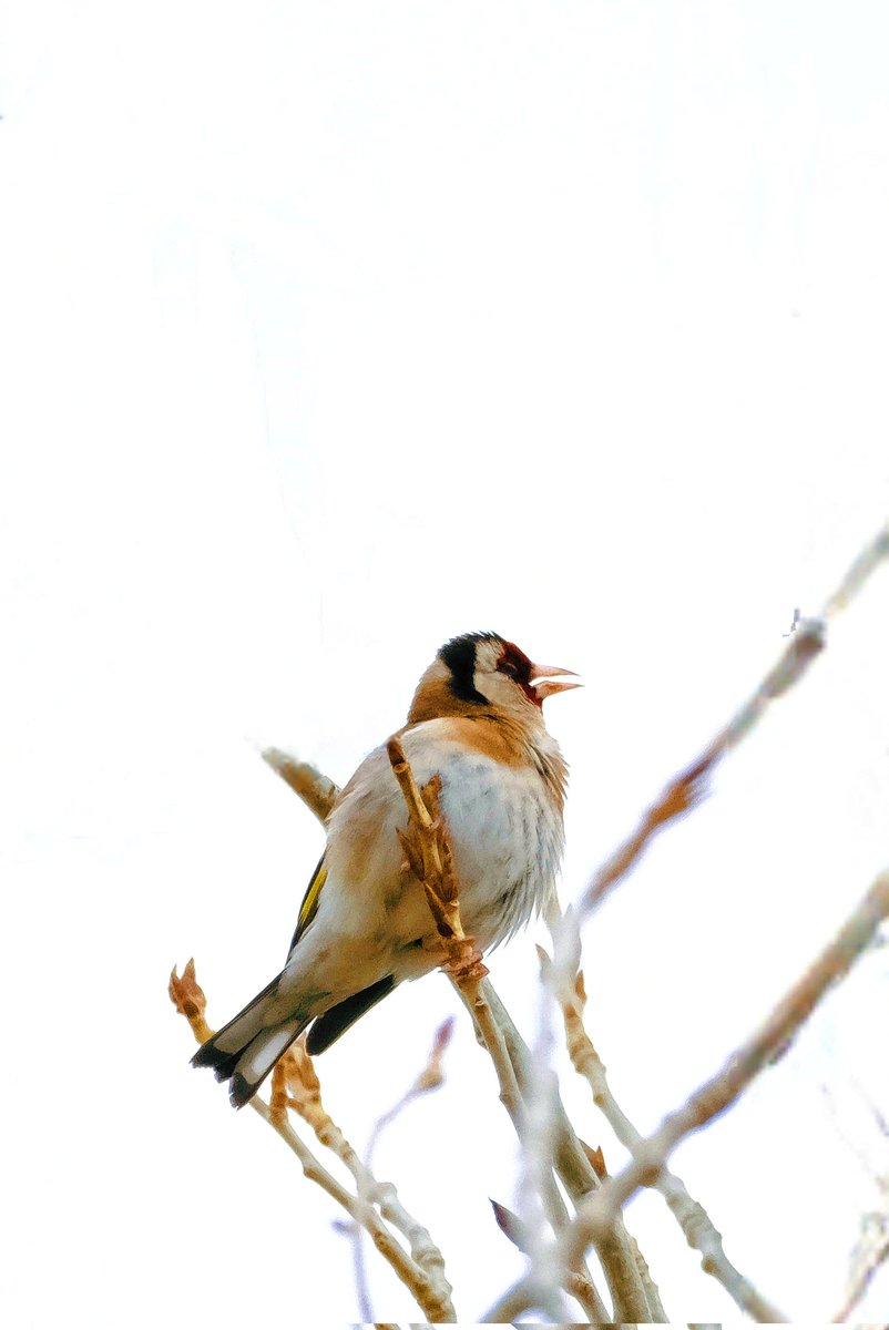 OuzhanAcolu2's tweet photo. 1. ve 2. Fotoğraf : Florya (Carduelis chloris), diğer adıyla Avrupa Yeşil İspinozu.
3. ve 4. Fotoğraf: Saka (Carduelis carduelis)
#bird #birdobservation #nature #doğa #kuş #saka #florya #carduelis #fotoğrafçı #vsco https://t.co/O4drR2FwSi