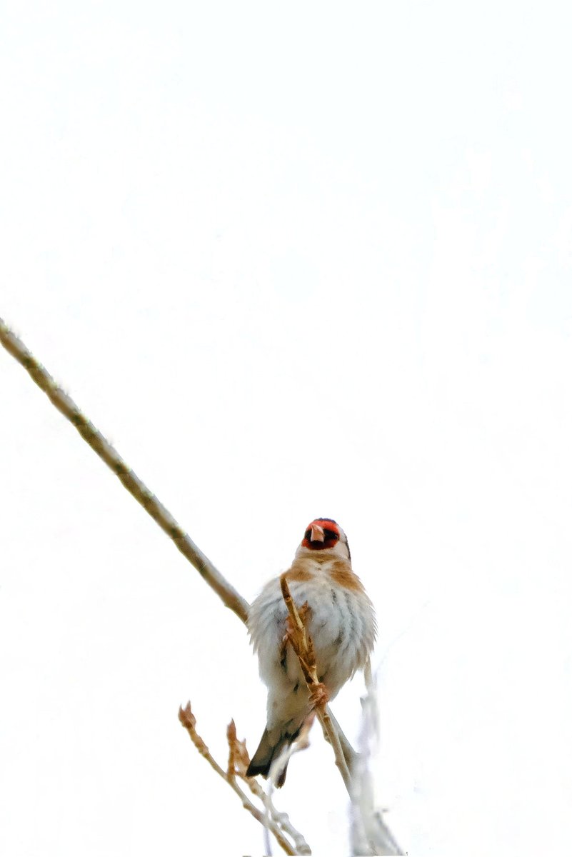 OuzhanAcolu2's tweet photo. 1. ve 2. Fotoğraf : Florya (Carduelis chloris), diğer adıyla Avrupa Yeşil İspinozu.
3. ve 4. Fotoğraf: Saka (Carduelis carduelis)
#bird #birdobservation #nature #doğa #kuş #saka #florya #carduelis #fotoğrafçı #vsco https://t.co/O4drR2FwSi