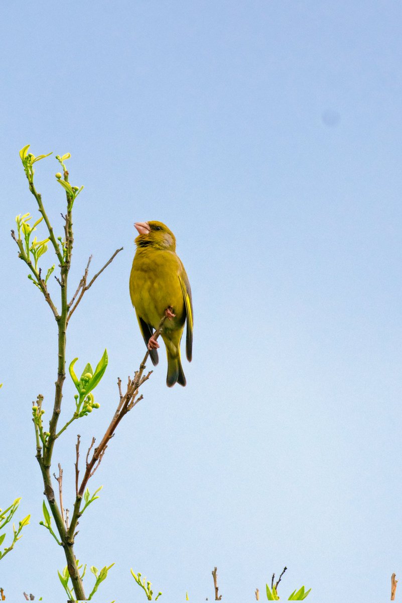 OuzhanAcolu2's tweet photo. 1. ve 2. Fotoğraf : Florya (Carduelis chloris), diğer adıyla Avrupa Yeşil İspinozu.
3. ve 4. Fotoğraf: Saka (Carduelis carduelis)
#bird #birdobservation #nature #doğa #kuş #saka #florya #carduelis #fotoğrafçı #vsco https://t.co/O4drR2FwSi